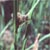 River bulrush (Schoenoplectus fluviatilis)
