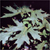 Silver maple (Acer saccharinum