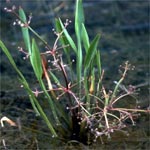 Narrowleaf water plantain (Alisma gramineum