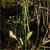 Northern water plantain (Alisma subcordatum)