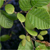 Speckled alder (Alnus rugosa)