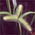 Long-haired sedge (Carex comosa)
