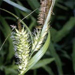 Hop Sedge (Carex lacustris)