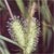 Shallow sedge (Carex lurida)