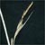 Tussock sedge (Carex stricta)