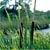 Cattail (Typha latifolia)