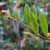 Leatherleaf (Chamaedaphne calyculata)
