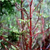 Red-osier dogwood (Cornus sericea)
