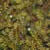 Canada waterweed (Elodea canadensis)