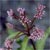 Spotted joe-pye weed (Eupatoriadelphus maculatus)