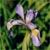 Harlequin blueflag (Iris versicolor)