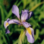 Blueflag iris (Iris versicolor)