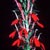 Cardinal flower (Lobelia cardinalis)