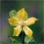 Fringed loosestrife (Lysimachia ciliata)