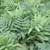 Sensitive fern (Onoclea sensibilis)