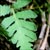 Sensitive fern (Onoclea sensibilis)