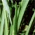 Green arrow arrum (Peltandra virginica)