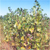 Eastern cottonwood (Populus deltoides)