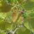  Balsam poplar (Populus balsamifera)