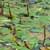 Longleaf pondweed (Potamogeton nodosus)