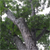 Swamp white oak (Quercus bicolor)