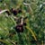 Green bulrush (Scirpus atrovirens)