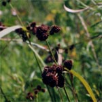 Green bulrush (Scirpus atrovirens)