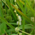 American bur-reed (Sparganium americanum)