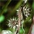 American bur-reed (Sparganium americana)