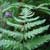 Marsh fern (Thelypterus palustrus