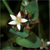 Marsh St. Johnswort (Triadenum virginicum)