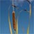 Narrow-leaved cattail (Typha angustifolia)