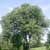American elm (Ulmus americana)