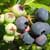 Highbush blueberry (Vaccinium corymbosum)