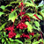American cranberry bush (Viburnum trilobum)