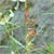 Northern Wild Rice (Zizania palustris)