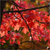 Red maple (Acer rubrum)