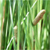 Sweetflag (Acorus americanus)