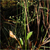 Northern water plantain (Alisma subcordatum)