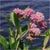 Swamp milkweed (Asclepias incarnata)
