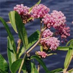 Swamp milkweed (Asclepias incarnata)