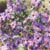 New England aster (Symphyotrichum novae-angliae)