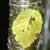 Yellow birch (Betula alleghaniensis)