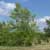 River birch (Betula nigra)