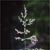 Bluejoint (Calamagrostis canadensis)