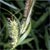 Hairy sedge (Carex lacustris)