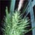 Hop sedge (Carex lupulina)