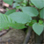 Musclewood (Carpinus caroliniana)