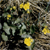 Marsh marigold (Caltha palustris)