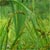 Fox sedge (Carex vulpinoidea)